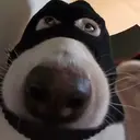 hahapi