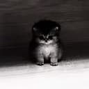AURACAT