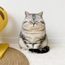 chudcat