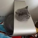 LCAT