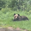 WildBear
