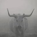 BULL