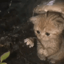 蘑菇猫