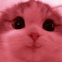 hehecat
