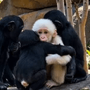 ALBINO