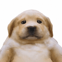 saddog