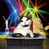 partycat