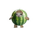 CATMELON