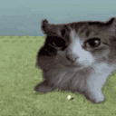 boomcat