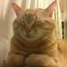 Gingermil