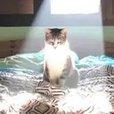 auracat