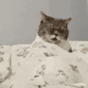 Jcat