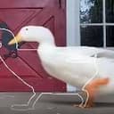 quack
