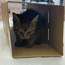 BOXCATE
