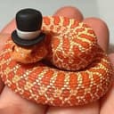 SNAKE