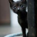 kitten