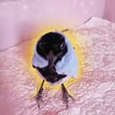 BIRB