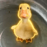 鸭YA