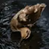DUCKY