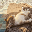 Chillcat