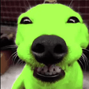 MarketDog