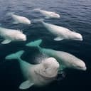 BELUGAS