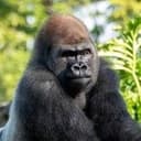 Bakari