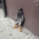 PIGEON
