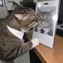 BADGECAT