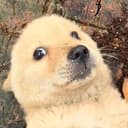 DOGE2