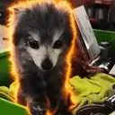 Pepper