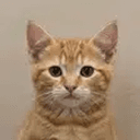 MEOW