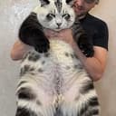 $KAT