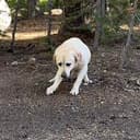 KODA