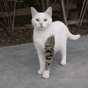 Catwiftat