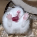 hamSTAHHH
