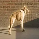 Perro