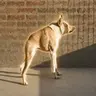 Perro