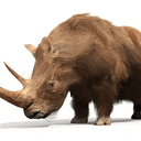 RHINO