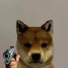 DogwifGun
