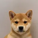 Achi