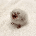 SCREAM