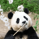FuBao