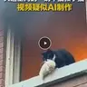 奶牛猫