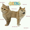 CateDoge