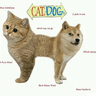 CateDoge