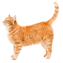 terwetrert