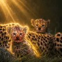Cheetah