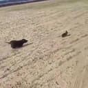 The Chase