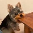 PacDog